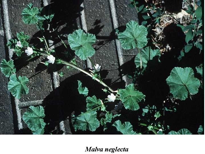 Malva neglecta 