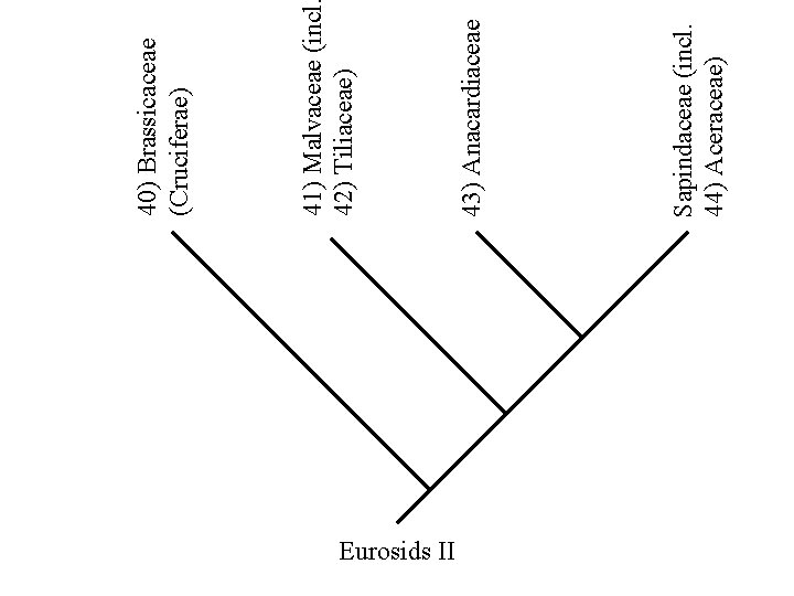 Eurosids II Sapindaceae (incl. 44) Aceraceae) 43) Anacardiaceae 41) Malvaceae (incl 42) Tiliaceae) 40)