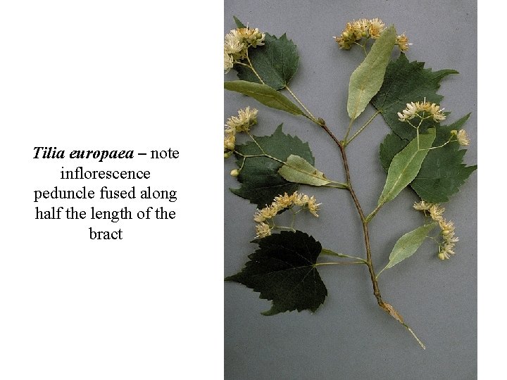 Tilia europaea – note inflorescence peduncle fused along half the length of the bract