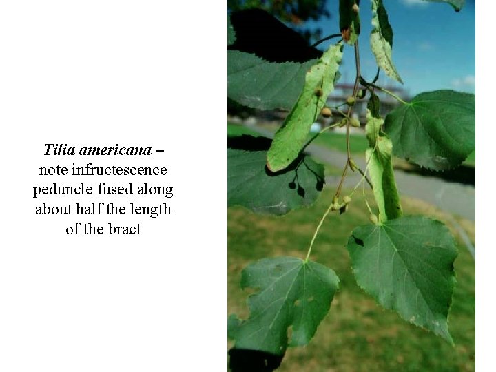 Tilia americana – note infructescence peduncle fused along about half the length of the