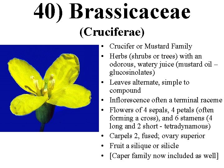 40) Brassicaceae (Cruciferae) • Crucifer or Mustard Family • Herbs (shrubs or trees) with