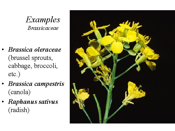 Examples Brassicaceae • Brassica oleraceae (brussel sprouts, cabbage, broccoli, etc. ) • Brassica campestris