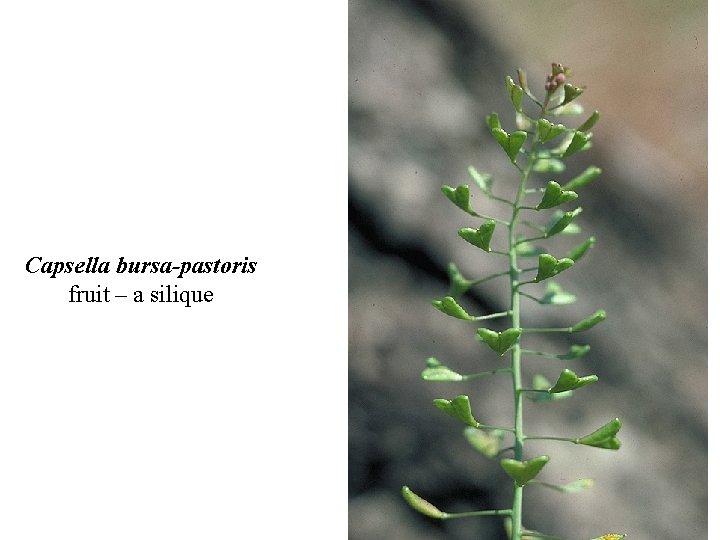 Capsella bursa-pastoris fruit – a silique 