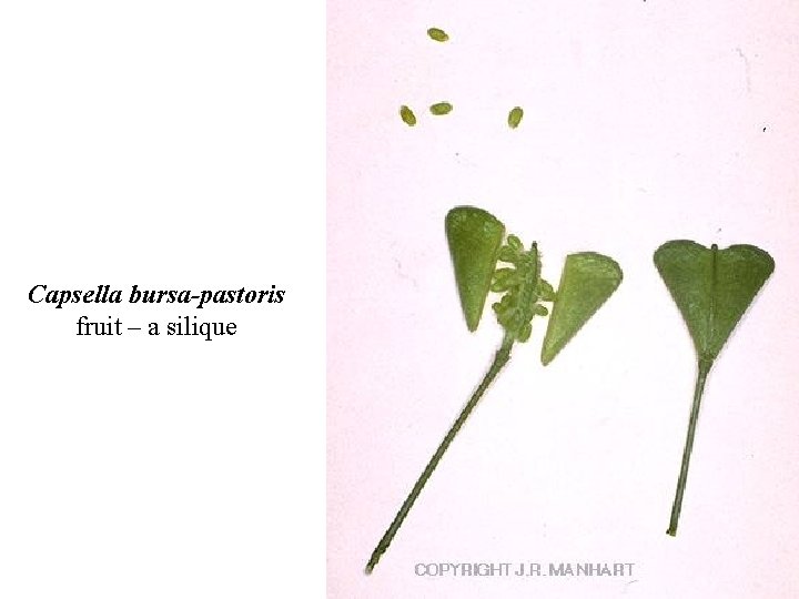 Capsella bursa-pastoris fruit – a silique 