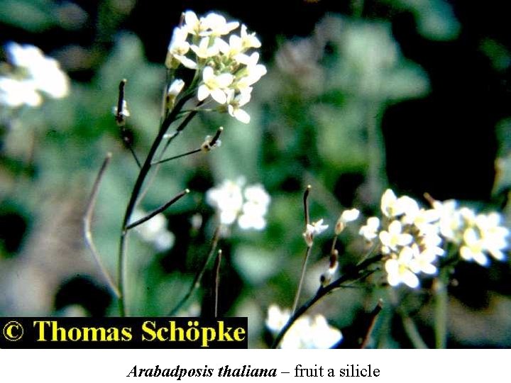 Arabadposis thaliana – fruit a silicle 
