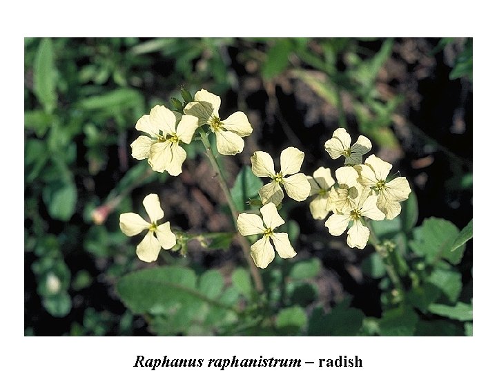 Raphanus raphanistrum – radish 
