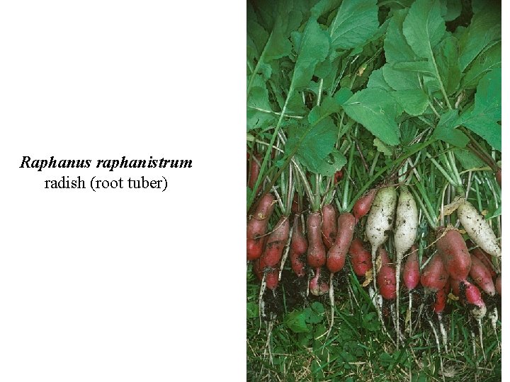 Raphanus raphanistrum radish (root tuber) 