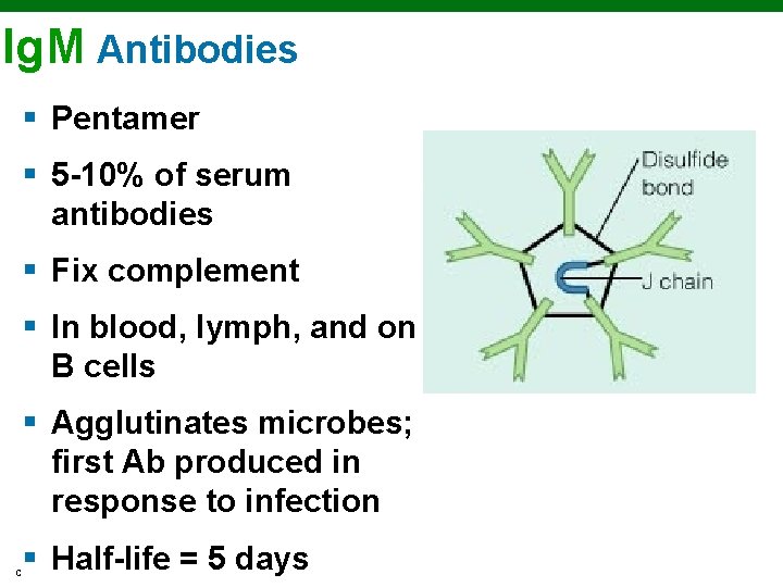 Ig. M Antibodies § Pentamer § 5 -10% of serum antibodies § Fix complement