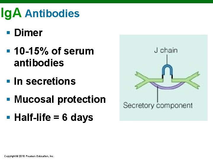 Ig. A Antibodies § Dimer § 10 -15% of serum antibodies § In secretions