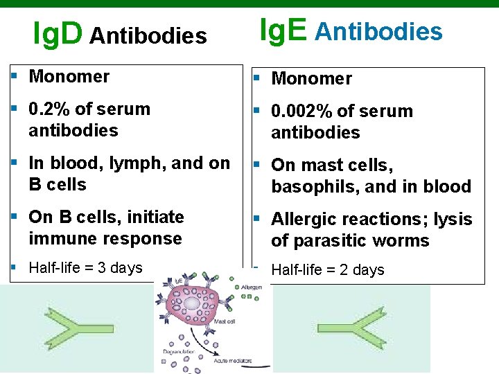 Ig. D Antibodies Ig. E Antibodies § Monomer § 0. 2% of serum antibodies