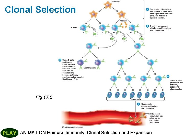 Clonal Selection Fig 17. 5 ANIMATION Humoral Immunity: Clonal Selection and Expansion 