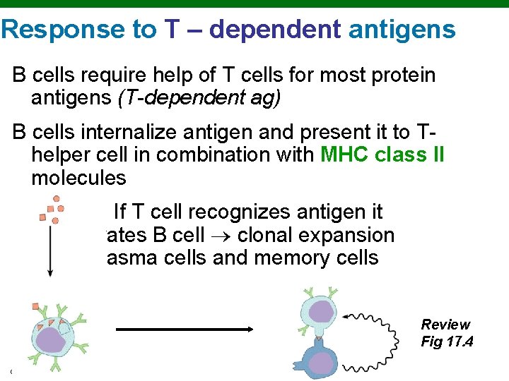 Response to T – dependent antigens B cells require help of T cells for