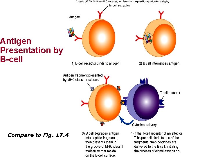 Antigen Presentation by B-cell Compare to Fig. 17. 4 