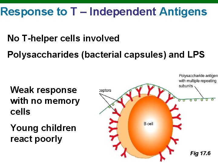 Response to T – Independent Antigens No T-helper cells involved Polysaccharides (bacterial capsules) and