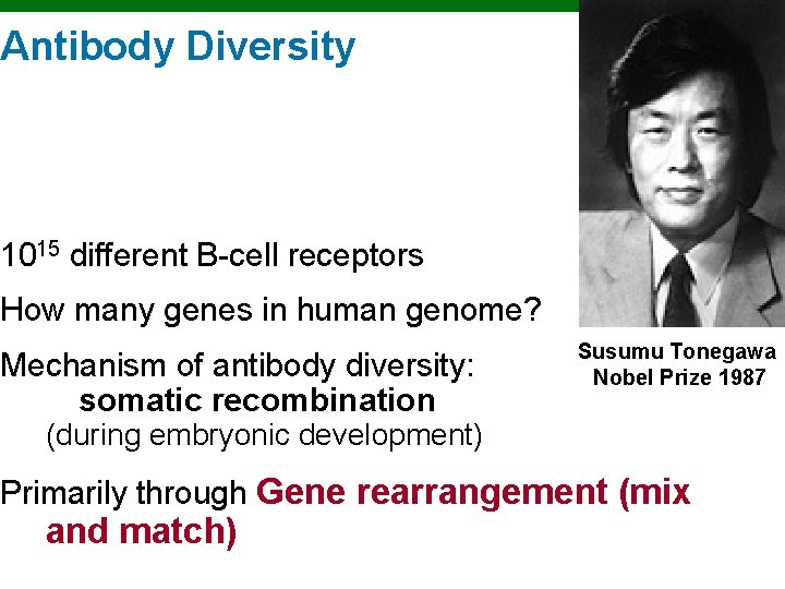 Antibody Diversity 1015 different B-cell receptors How many genes in human genome? Mechanism of