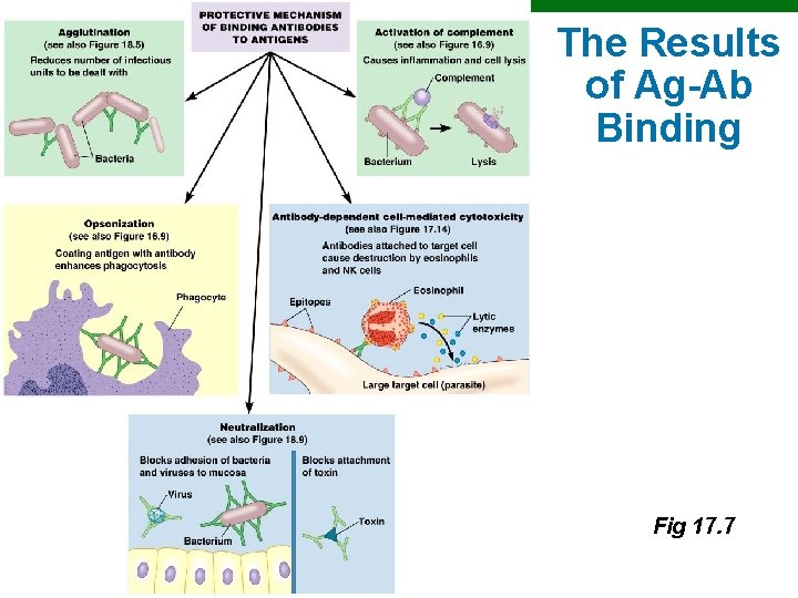 The Results of Ag-Ab Binding Fig 17. 7 Copyright © 2010 Pearson Education, Inc.