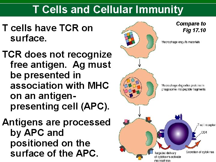 T Cells and Cellular Immunity T cells have TCR on surface. TCR does not