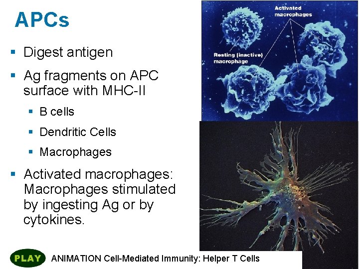 APCs § Digest antigen § Ag fragments on APC surface with MHC-II § B