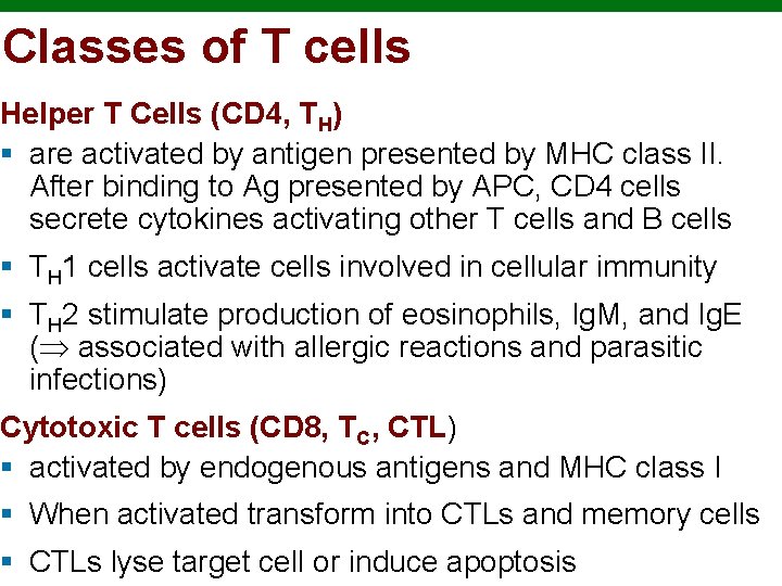 Classes of T cells Helper T Cells (CD 4, TH) § are activated by