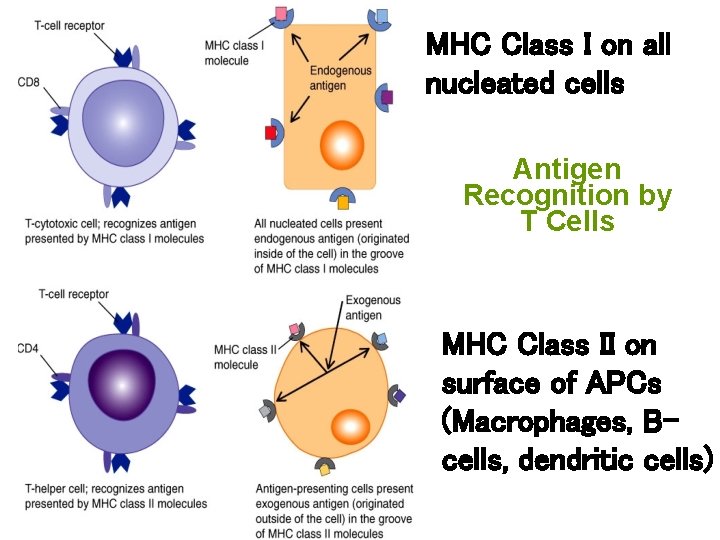MHC Class I on all nucleated cells Antigen Recognition by T Cells MHC Class