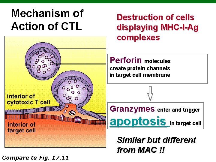 Mechanism of Action of CTL Destruction of cells displaying MHC-I-Ag complexes Perforin molecules create