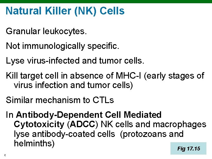 Natural Killer (NK) Cells Granular leukocytes. Not immunologically specific. Lyse virus-infected and tumor cells.