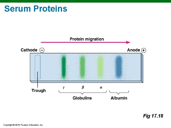 Serum Proteins Fig 17. 18 Copyright © 2010 Pearson Education, Inc. 