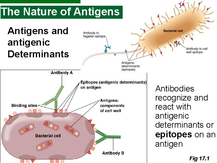 The Nature of Antigens and antigenic Determinants Antibodies recognize and react with antigenic determinants