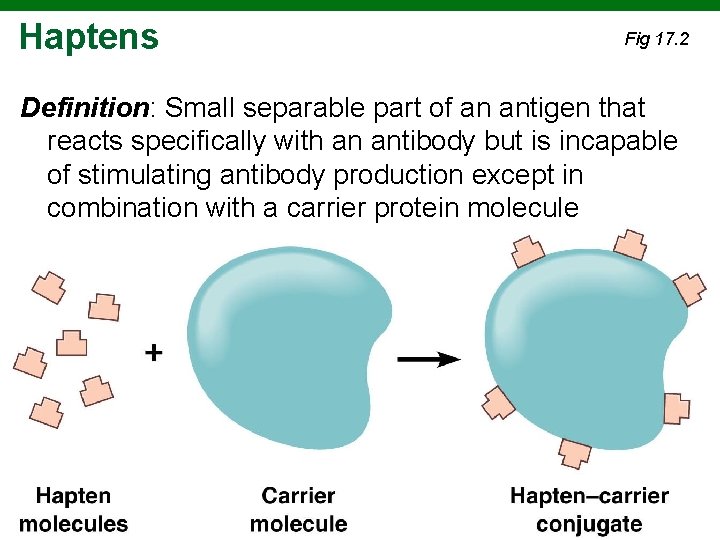 Haptens Fig 17. 2 Definition: Small separable part of an antigen that reacts specifically