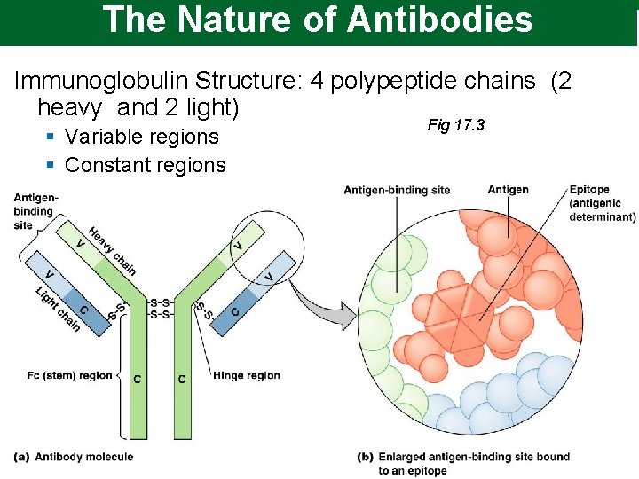 The Nature of Antibodies Immunoglobulin Structure: 4 polypeptide chains (2 heavy and 2 light)