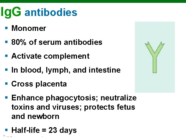 Ig. G antibodies § Monomer § 80% of serum antibodies § Activate complement §