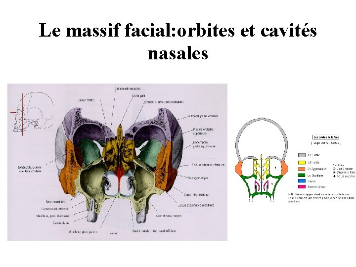 Le massif facial: orbites et cavités nasales Le massif facial: orbites et cavités nasales