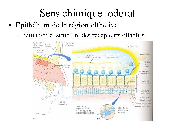 Sens chimique: odorat • Épithélium de la région olfactive – Situation et structure des Sens chimique: odorat • Épithélium de la région olfactive – Situation et structure des