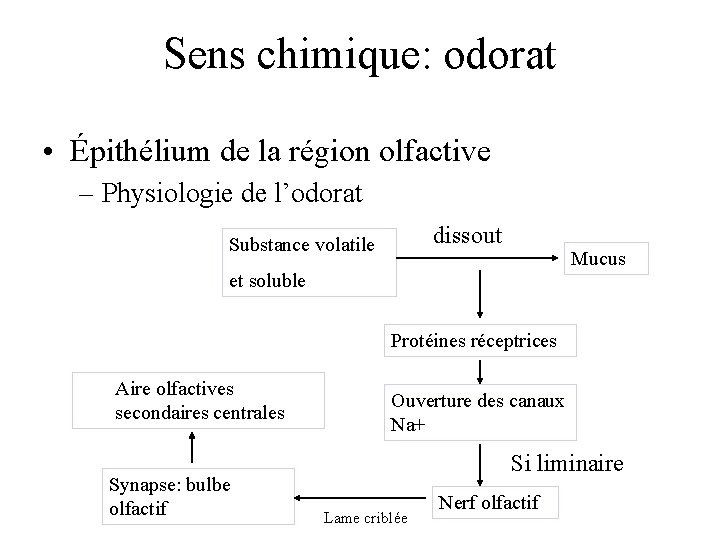 Sens chimique: odorat • Épithélium de la région olfactive – Physiologie de l’odorat dissout Sens chimique: odorat • Épithélium de la région olfactive – Physiologie de l’odorat dissout
