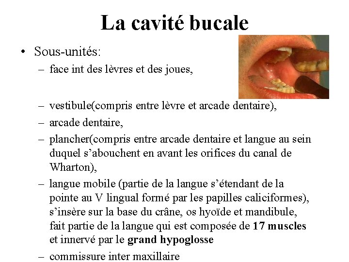 La cavité bucale • Sous-unités: – face int des lèvres et des joues, – La cavité bucale • Sous-unités: – face int des lèvres et des joues, –