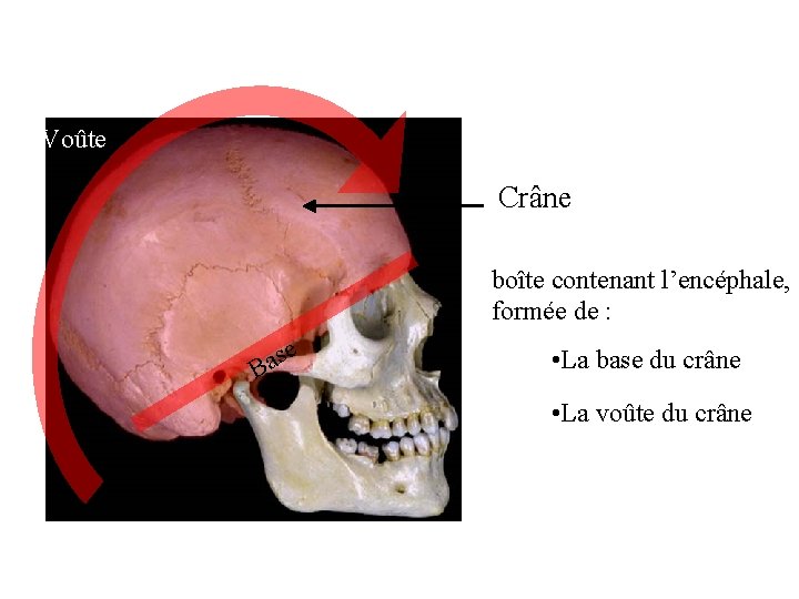 Voûte Crâne boîte contenant l’encéphale, formée de : se a B • La base Voûte Crâne boîte contenant l’encéphale, formée de : se a B • La base