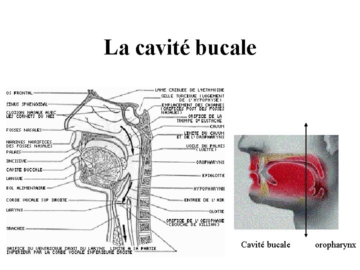 La cavité bucale Cavité bucale oropharynx La cavité bucale Cavité bucale oropharynx