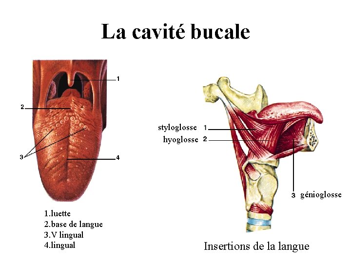 La cavité bucale styloglosse hyoglosse génioglosse 1. luette 2. base de langue 3. V La cavité bucale styloglosse hyoglosse génioglosse 1. luette 2. base de langue 3. V