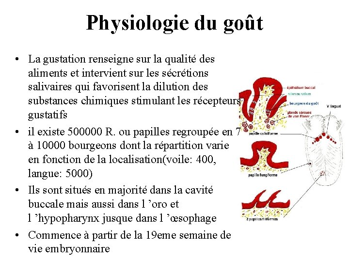 Physiologie du goût • La gustation renseigne sur la qualité des aliments et intervient Physiologie du goût • La gustation renseigne sur la qualité des aliments et intervient