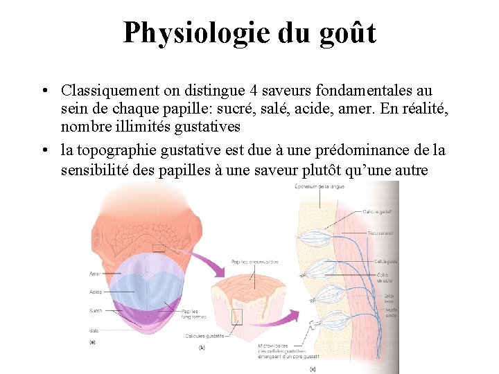 Physiologie du goût • Classiquement on distingue 4 saveurs fondamentales au sein de chaque Physiologie du goût • Classiquement on distingue 4 saveurs fondamentales au sein de chaque