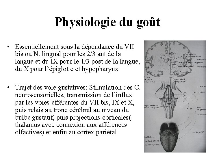 Physiologie du goût • Essentiellement sous la dépendance du VII bis ou N. lingual Physiologie du goût • Essentiellement sous la dépendance du VII bis ou N. lingual