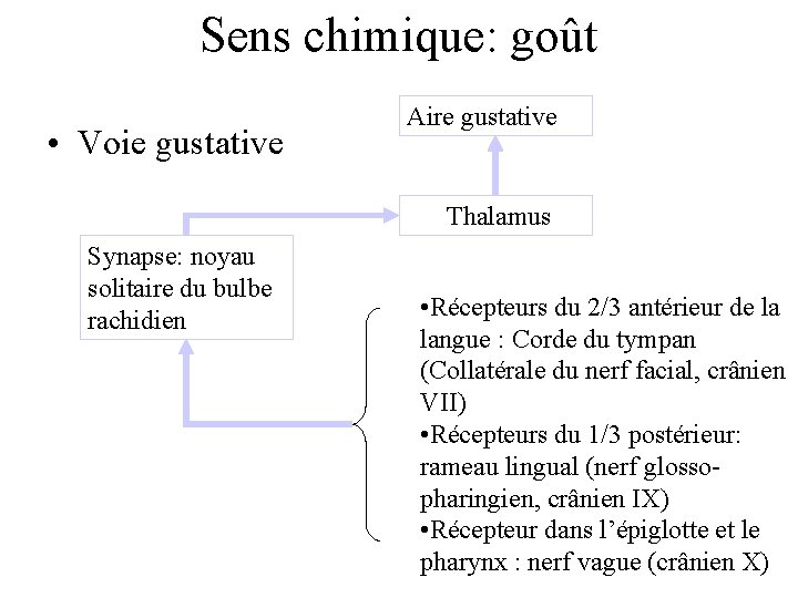 Sens chimique: goût • Voie gustative Aire gustative Thalamus Synapse: noyau solitaire du bulbe Sens chimique: goût • Voie gustative Aire gustative Thalamus Synapse: noyau solitaire du bulbe
