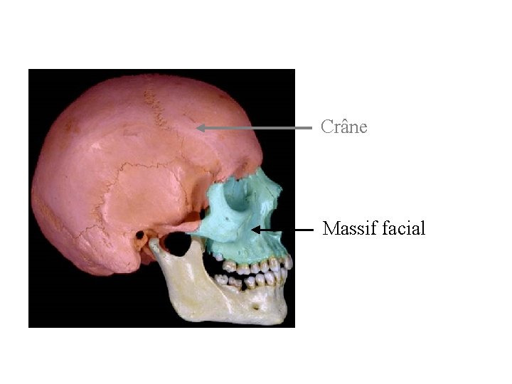 Anatomie Physiologie nasale Anatomie Ostologie de lextrmit cphalique