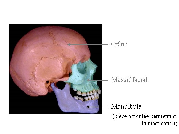 Crâne Massif facial Mandibule (pièce articulée permettant la mastication) Crâne Massif facial Mandibule (pièce articulée permettant la mastication)