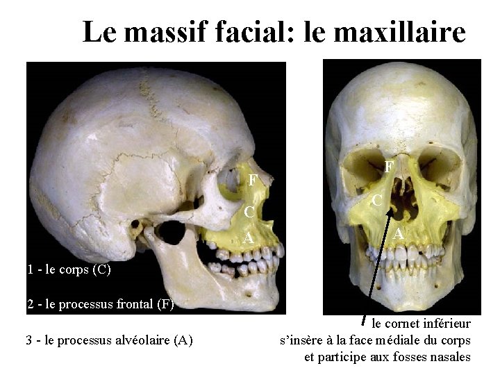 Le massif facial: le maxillaire F F C A 1 - le corps (C) Le massif facial: le maxillaire F F C A 1 - le corps (C)