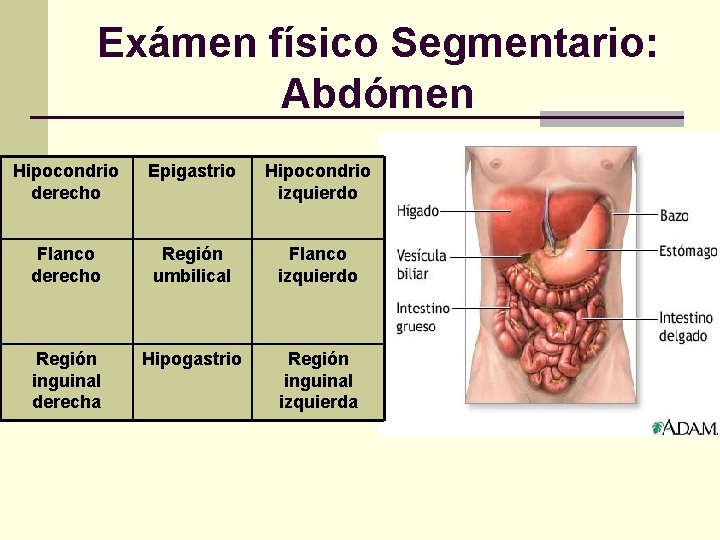 Exámen físico Segmentario: Abdómen Hipocondrio derecho Epigastrio Hipocondrio izquierdo Flanco derecho Región umbilical Flanco