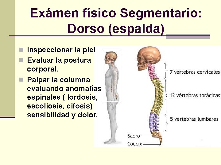 Exámen físico Segmentario: Dorso (espalda) n Inspeccionar la piel n Evaluar la postura corporal.