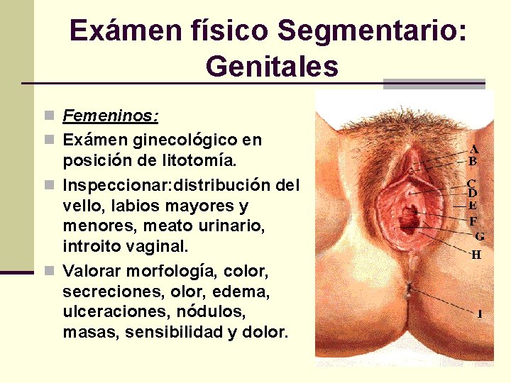 Exámen físico Segmentario: Genitales n Femeninos: n Exámen ginecológico en posición de litotomía. n