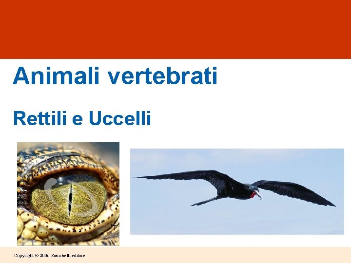 Animali vertebrati Rettili e Uccelli Copyright © 2006 Zanichelli editore 