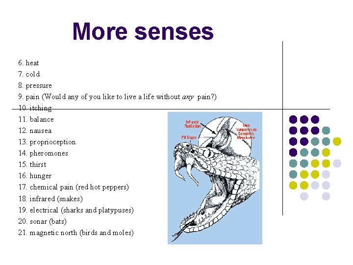 More senses 6. heat 7. cold 8. pressure 9. pain (Would any of you